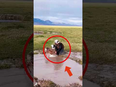 The horse fell into the quagmire to save its master.#animals #horse #friendship #shorts