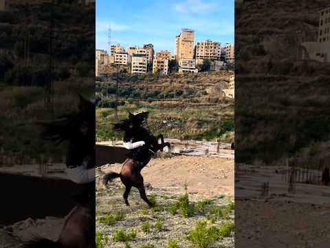 Horse beautiful jump