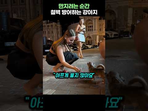 만지려는 순간 철벽 방어하는 강아지