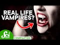 Understanding the Science Behind Vampire Myths