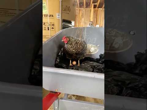 The screams are out of breath🙀#funny #fypシ゚viral #chooks