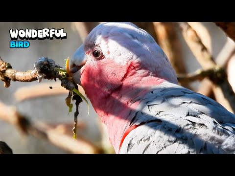 Marvelous Bird Eating