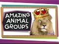 Animal Group Names and Characteristics