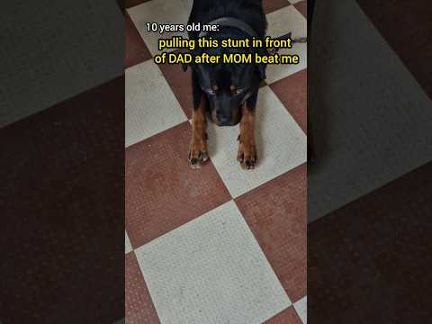 dog funny memes #shorts #memes #dog #phantomleash #shortsfeed #dogmemes #mommemes