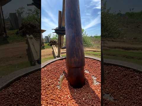 Traditional Method Groundnut Oil Making #Shorts