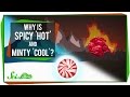 Understanding Sensations of Cool and Hot Flavors