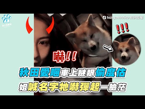 【秋田愛睏車上瞇眼偷度估 姐喊名字牠嚇彈起一臉茫】｜TikTok / hsinya890529｜網友 / Lily Cho