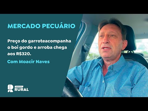 Preço do garrote acompanha o boi gordo e arroba chega aos R$320.