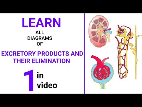 Excretory Products and their Elimination || NEET 2025 Biology || Class 11 NCERT Biology Dr Sharun