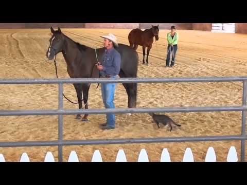 Crazy Cat Attacks Horse