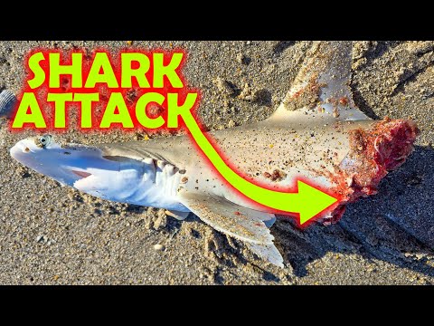 Shark Became Bait while Pompano Fishing on the Beach