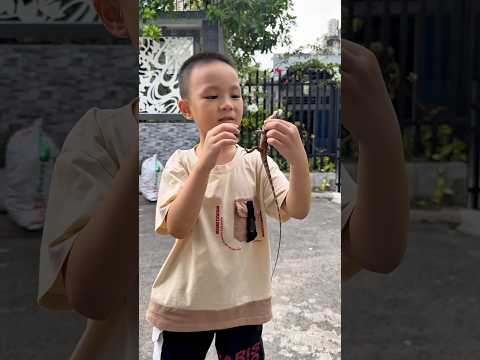 Đọ sức các em pet yêu #short
