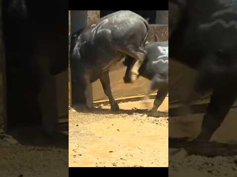 ความแข็งแกร่งและพลังงาน #shorts #ytshorts #shortvideo #viralshort #trendingshorts
