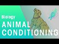 Understanding Conditioning in Animals