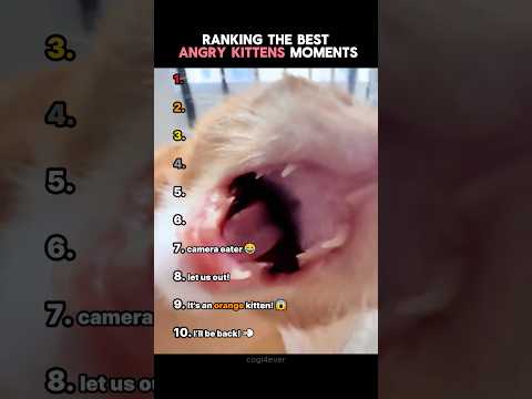 Ranking The Best Angry Kitten Moments!