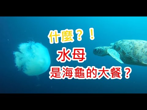 海龜吃水母 @ Sipadan - YouTube(1分49秒)