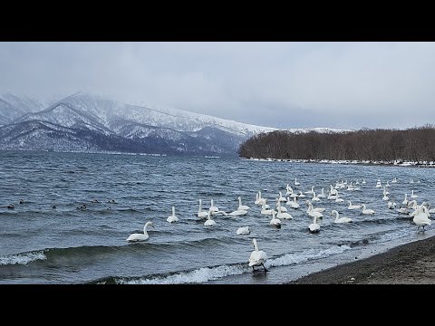 馬池講兩句｜睇鵝鵝