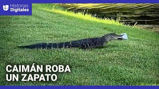 Turistas intentan ahuyentar a un caimán aventándole un zapato y el animal se lo roba