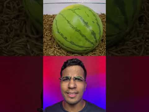 Será que comeu a melancia inteira⁉️