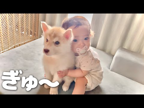 赤ちゃんハスキーを抱きしめて離さない一才児の愛情が凄すぎました・・・笑