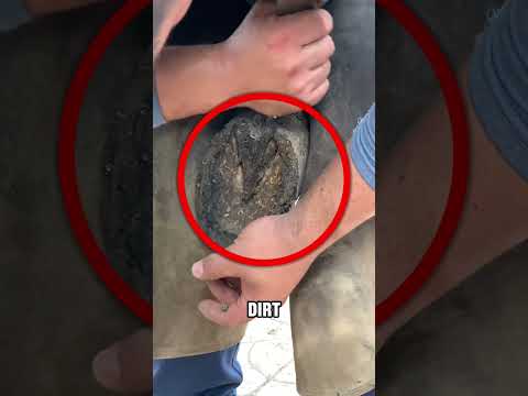 Saving a Horse in PAIN!