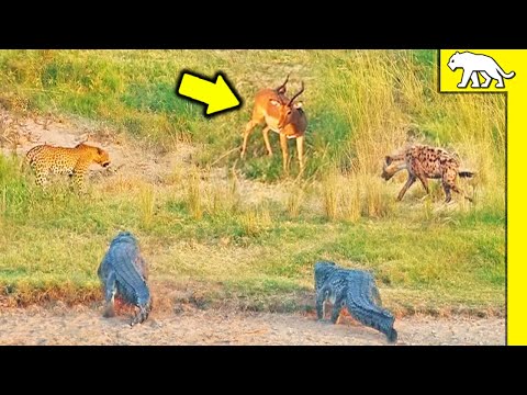Leopardo, Hienas y Cocodrilo en Guerra por un Antílope | Batalla Salvaje en África