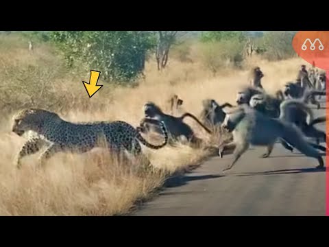 O LEOPARDO ATACOU O MACACO ERRADO