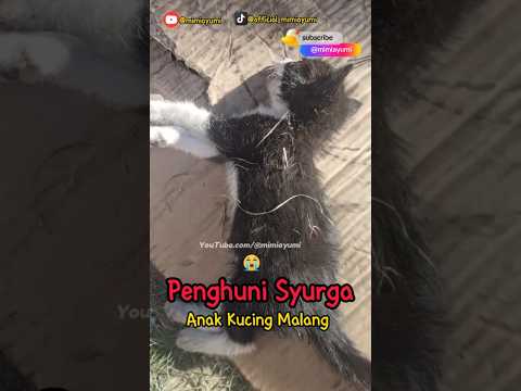 Penghuni surga😫 #kucingterlucu #kucing #cats #catlover