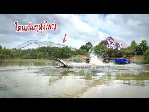 โดนเข้าเต็มๆปลาฝูงใหญ่ ปลาอีไท,ปลาคุยลามเต็มกระชัง ช่วงน้ำขึ้นที่ห้วยบ้านตะเคียน