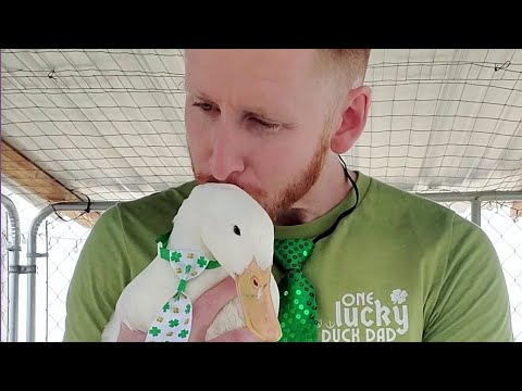 Abandoned Ducks Won't Leave Him Alone -  A Father's Day Special