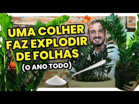 Apenas 1 colher faz a ZAMIOCULCA explodir de folhas o ano todo