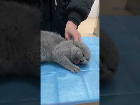 Poor kitty ðŸ˜ðŸ˜ðŸ˜ðŸ˜hope they getting better