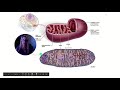 Cellular Respiration and Photosynthesis Concepts