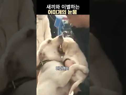 새끼를 떠나보내는 어미개의 슬픔 #리트리버 # 감동스토리
