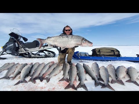 4 Days Camping &amp; Fishing on Arctic Ocean - GIANT Sheefish Catch &amp; Cook Alaska Adventure