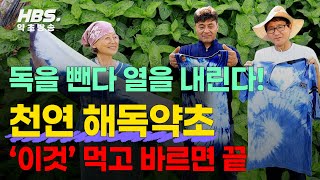 독을 뺸다 열을 내린다 천연 해독약초 '이것' 먹고 바르면 끝