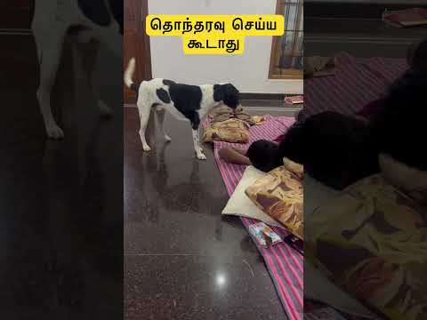 தொந்தரவு செய்ய கூடாது | @tamilachi 90