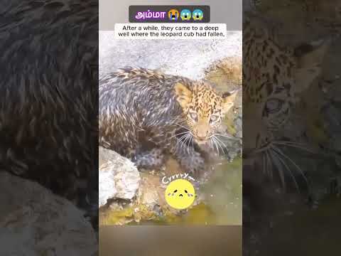 #இப்படி #எப்படி #என்னது #இது #animals #shorts #shortsvideo #shortsfeed #youtubeshorts #fyp #youtube