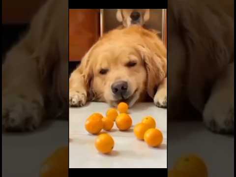 เดจเดฒเตเดฒเดตเดจเดพเดฏ เดเดฃเตเดฃเดฟ #trending #funny #youtube #shortsvideo #dog