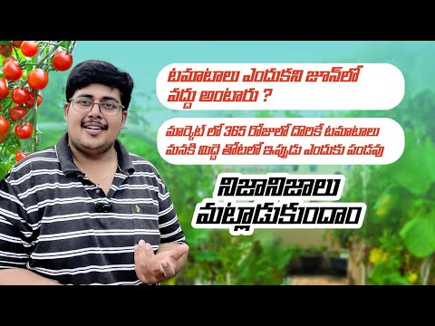 June లో TOMATO 🍅  విత్తనాలు పెట్టద్దు అంటారు ఎందుకని ? #gardeningtips @OrganicPrabha