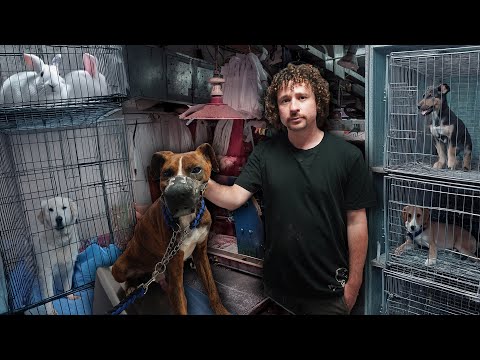 Los mercados y el abandono de perros en LATAM: una dura realidad 🐕