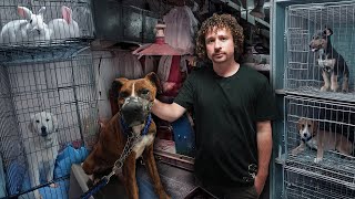 La dura realidad de los perros en México | ¿De dónde salen tantos? 