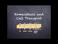 Cell Transport Mechanisms and Functions