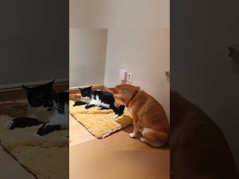 знай свое место пёс))я главный в доме #веселыекоты #cat #прикольныекоты #funny #видосыоткота