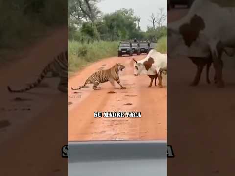Madres del Mundo Animal que Salvaron a Sus Crías de un Terrible Final 🤯