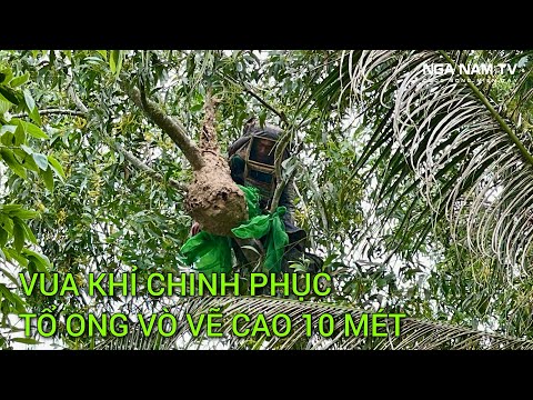 Vua Khỉ Săn Bắt Ong Vò vẽ Tổ Ong 10 Mét Chủ Nhà Rất Dễ/NGÃ NĂM TV