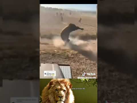 Huge Bull Attack! A Car Full Of People!! wow! most epic!