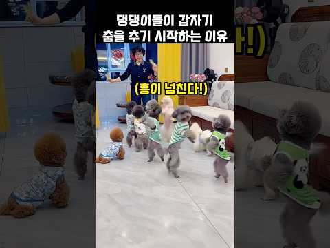 "흥이 넘친다!".. 댕댕이들이 갑자기 춤을 추기 시작하는 이유