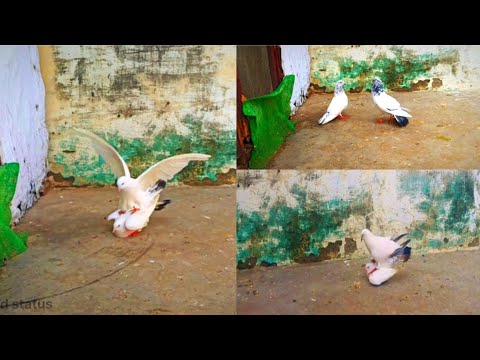 pigeon mating || pigeon sound ||  @pigeonsworldstatus4413