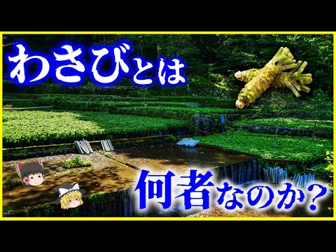 【ゆっくり解説】そのワサビ、本物!?「わさび」とは何者なのか？を解説/徳川家康が奨励した日本の本わさびと西洋わさびの違いとは